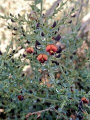 Daviesia arenaria