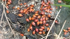 Pyrrhocoris apterus