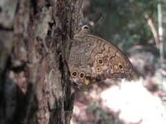 Neope goschkevitschii