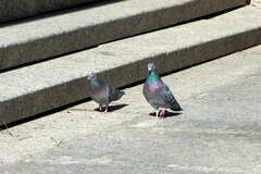 Columba livia domestica