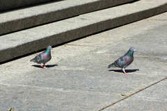 Columba livia domestica