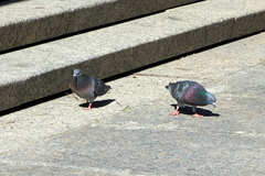 Columba livia domestica