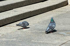 Columba livia domestica