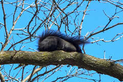 Sciurus carolinensis