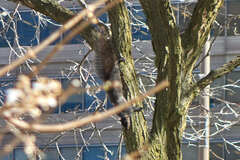 Sciurus carolinensis