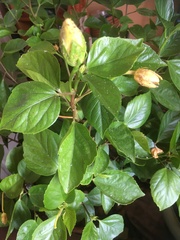 Hibiscus