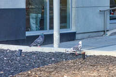 Columba livia domestica