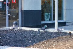 Columba livia domestica