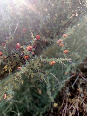 Daviesia arenaria
