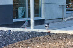 Columba livia domestica