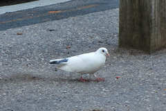 Columba livia domestica