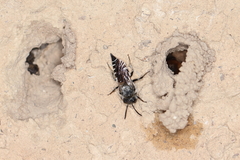 Coelioxys aurolimbatus