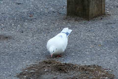 Columba livia domestica