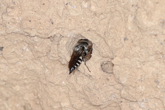 Coelioxys aurolimbatus