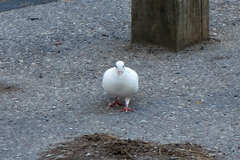 Columba livia domestica
