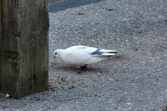 Columba livia domestica