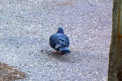 Columba livia domestica