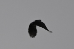 Chelidoptera tenebrosa