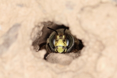 Anthophora fulvitarsis