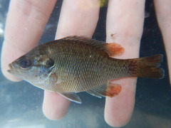 Lepomis miniatus