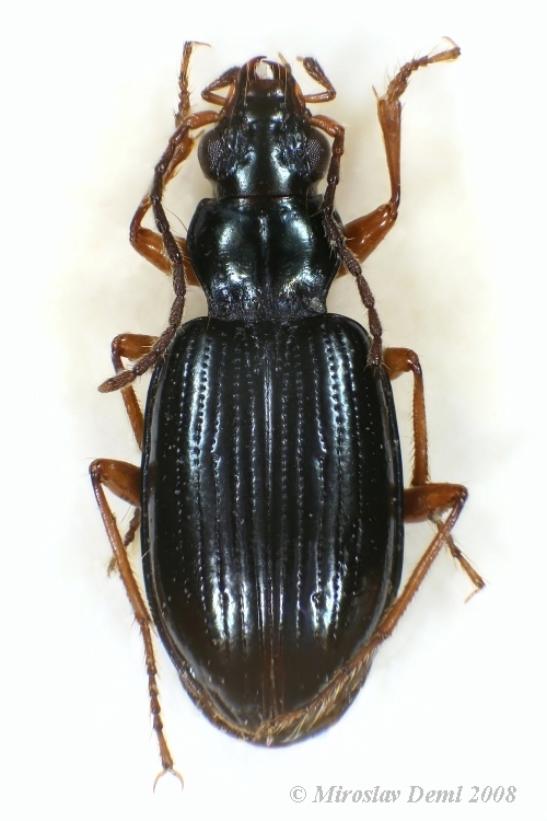 Bembidion monticola monticola