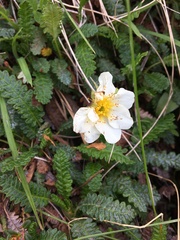 Dryas alaskensis