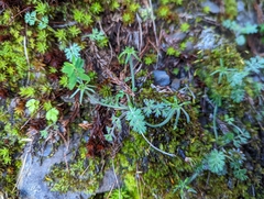 Chaerophyllum taiwanianum