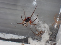 Steatoda nobilis