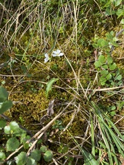 Montia bostockii