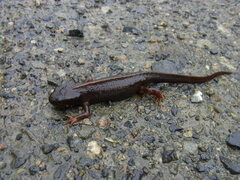 Cynops ensicauda ensicauda