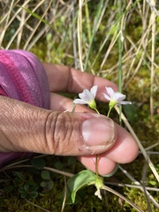 Montia bostockii