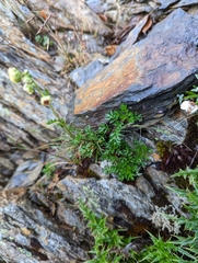 Artemisia niitakayamensis