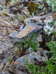 Artemisia niitakayamensis