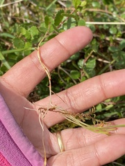 Montia bostockii