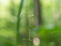 Triphora trianthophoros