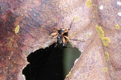 Polyrhachis maculata