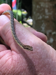 Dryophiops rubescens