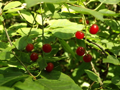 Prunus virginiana