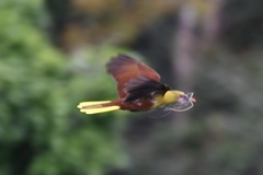 Psarocolius bifasciatus