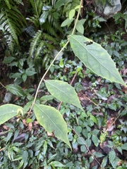 Decaneuropsis gratiosa