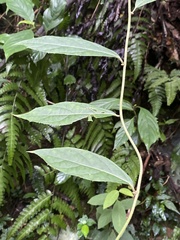 Decaneuropsis gratiosa