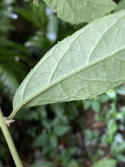 Decaneuropsis gratiosa