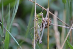 Pseudochorthippus parallelus