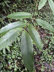 Anodendron benthamianum
