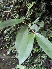 Anodendron benthamianum