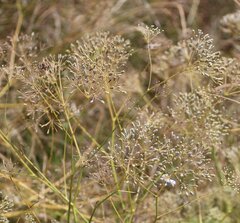 Falcaria vulgaris