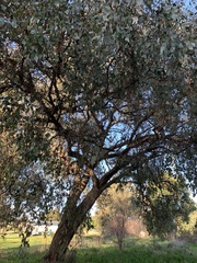 Eucalyptus albens