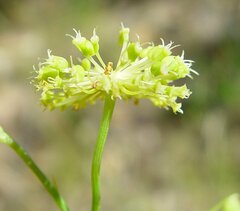 Trachymene dendrothrix