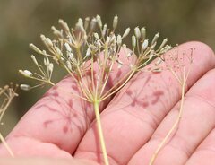 Falcaria vulgaris