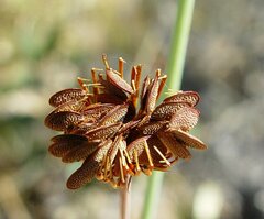 Trachymene dendrothrix